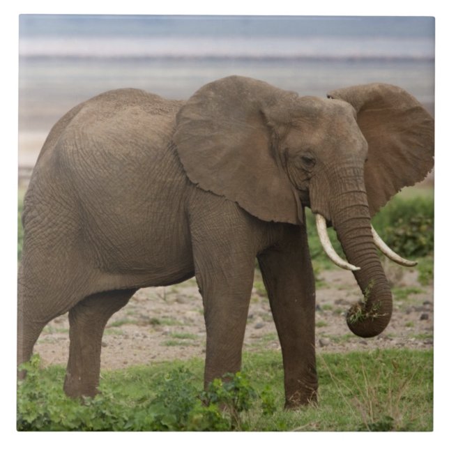 Azulejo África. Tanzania. Elefante en el lago Manyara NP. (Frente)