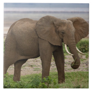 Azulejo África. Tanzania. Elefante en el Parque Nacional d