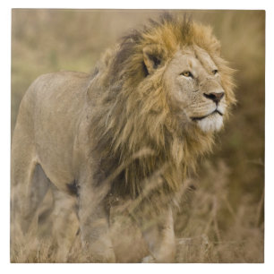 Azulejo África. Tanzania. León macho en Ngorongoro