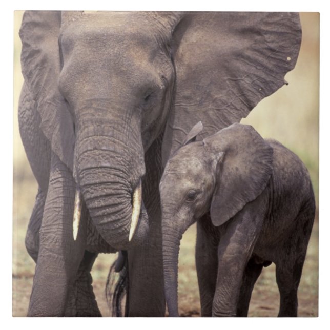 Azulejo África, Tanzania, Parque Nacional Tarangire. 2 (Frente)