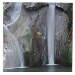 Azulejo África, Uganda, Bwindi Selva tropical impenetrabl