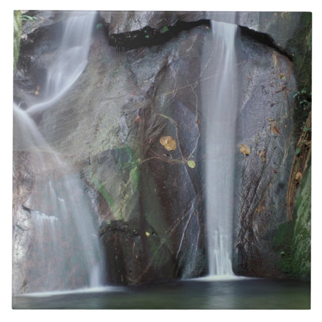 Azulejo África, Uganda, selva impenetrable de Bwindi, (Frente)
