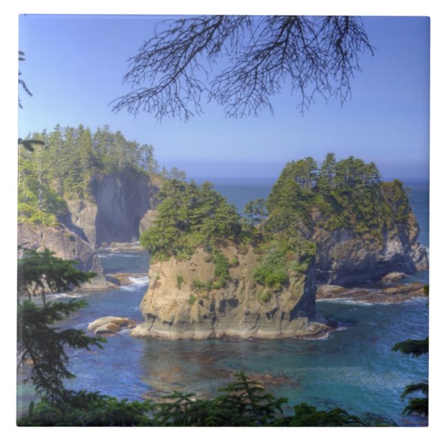 Azulejo Aguas marinas, tierras tribales de la nación Makah (Frente)