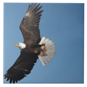Azulejo Águila calva en vuelo