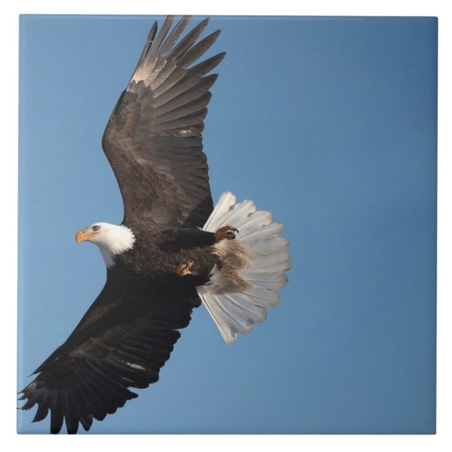Azulejo Águila calva en vuelo (Frente)