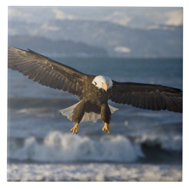 Azulejo Águila calva, Haliaeetus leucocephalus, Homer, 3 (Frente)