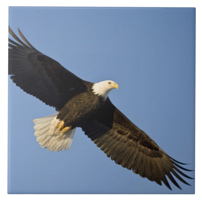 Azulejo Águila calva, Haliaeetus leucocephalus, Homer, 4 (Frente)
