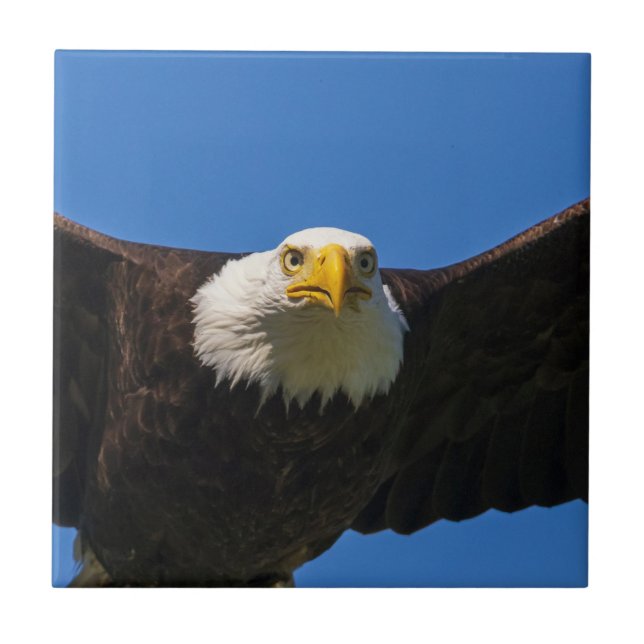 Azulejo Águila calva pasa volando cerca (Frente)