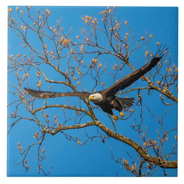Azulejo Águila calva sobre azul (Frente)