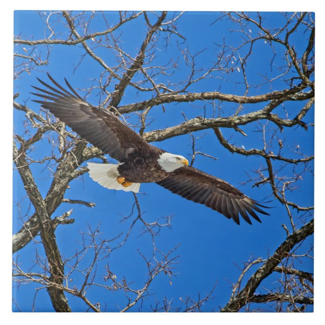 Azulejo Águila calva sobre azul (Frente)