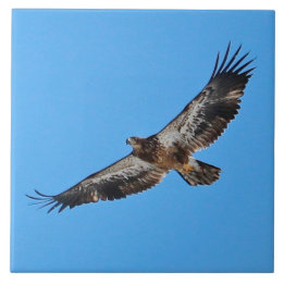 Azulejo Águila dorada grande de 6" x 6"