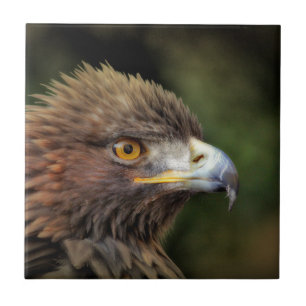 Azulejo águila real
