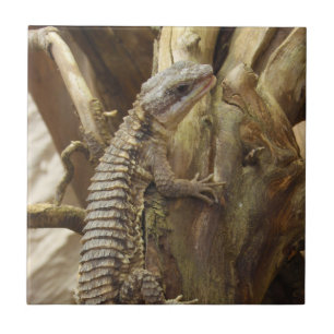 Azulejo Al este lagarto rodeado tropical Espinoso-Atado