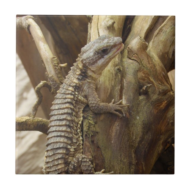 Azulejo Al este lagarto rodeado tropical Espinoso-Atado (Frente)