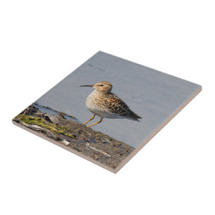 Azulejo Al menos Sandpiper con marea baja