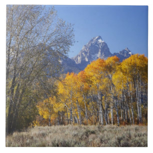 Azulejo Álamos con la cordillera Teton