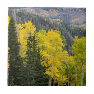 Azulejo Álamos Temblones (Populus Tremuloides) y Coníferas