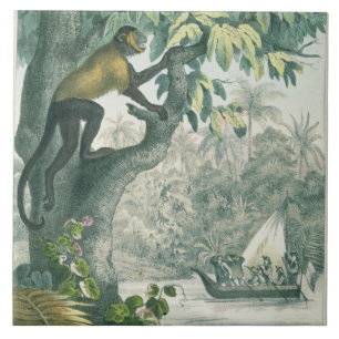Azulejo Alcances superiores del Amazonas, del 'der del Das