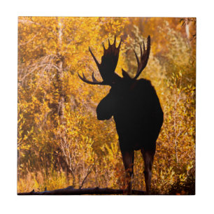 Azulejo Alce (Alces Alces) Macho en sauces dorados 2