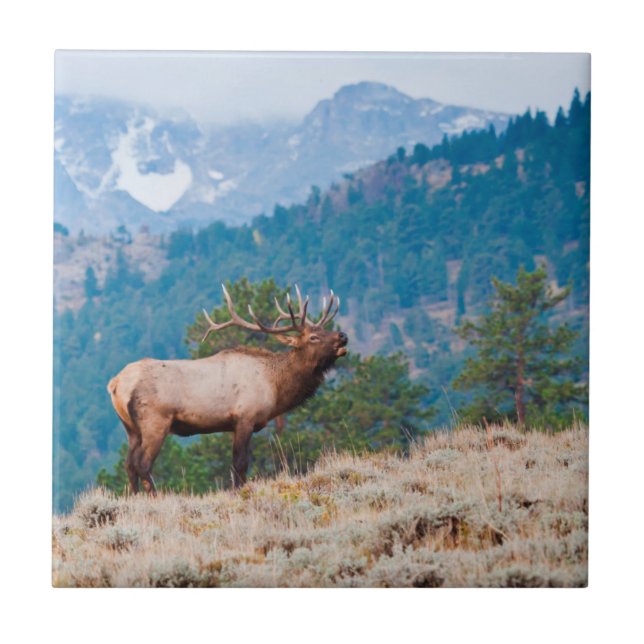Azulejo Alce (Cervus Elephus) Toro Bugling (Frente)