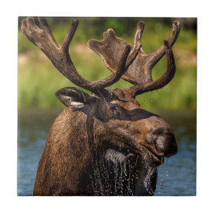 Azulejo Alce macho alimentándose en el Parque Nacional Gla