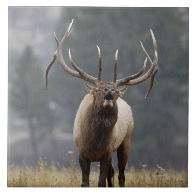 Azulejo Alce macho bramando, Parque Nacional Yellowstone,  (Frente)