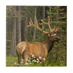 Azulejo Alce macho en terciopelo, Canadá