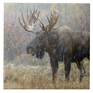 Azulejo Alce macho en tormenta de nieve con árboles de ála