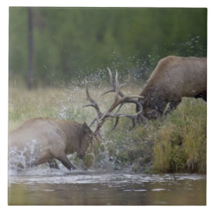 Azulejo Alces toros luchando, Yellowstone NP, Wyoming