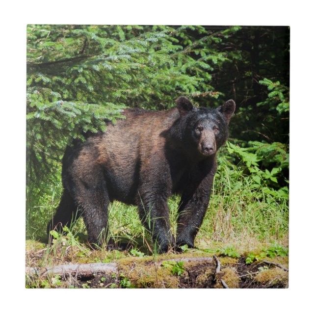 Azulejo Alfa Black Bear (Frente)