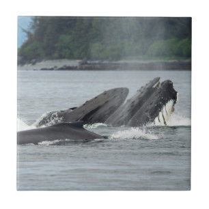 Azulejo Alimentando ballenas jorobadas