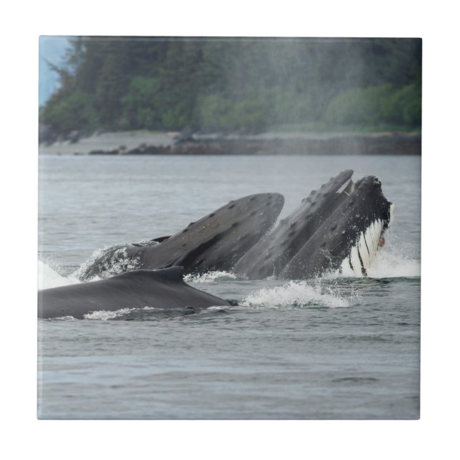Azulejo Alimentando ballenas jorobadas (Frente)