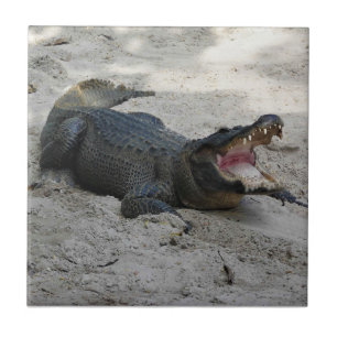 Azulejo Alligator, Fort Lauderdale, Florida