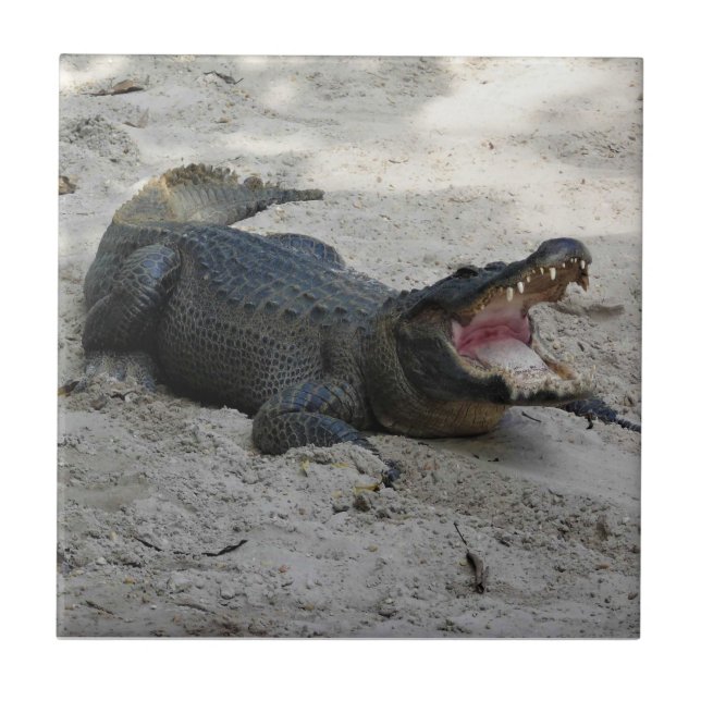 Azulejo Alligator, Fort Lauderdale, Florida (Frente)