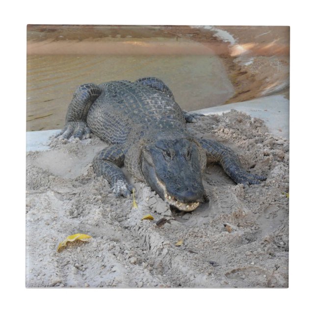 Azulejo Alligator, Fort Lauderdale, Florida (Frente)