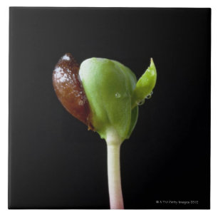 Azulejo Almácigos de Apple con la cáscara de la semilla