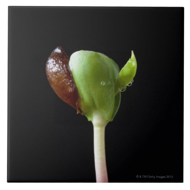 Azulejo Almácigos de Apple con la cáscara de la semilla (Frente)