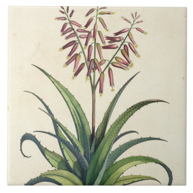 Azulejo Áloe Vera vulgaris, de "Phytographia Curiosa", p (Frente)