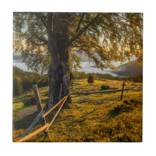 Azulejo Amanecer brumoso en un bosque