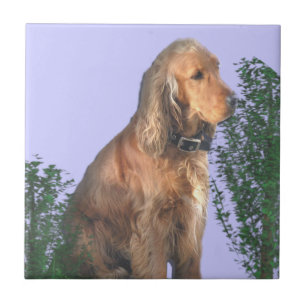 Azulejo Amante del perro de cocker spaniel