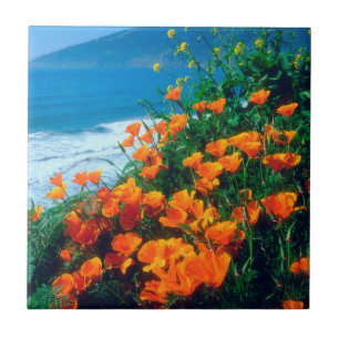 Azulejo Amapolas a lo largo de la Costa Pacífica cerca de
