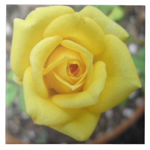 Azulejo Amarillo de la flor de la rosaleda mini