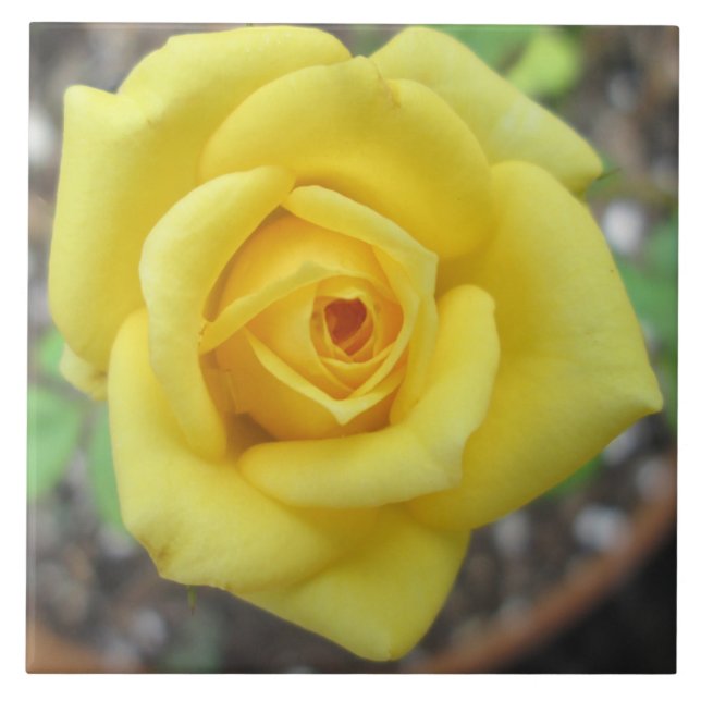 Azulejo Amarillo de la flor de la rosaleda mini (Frente)