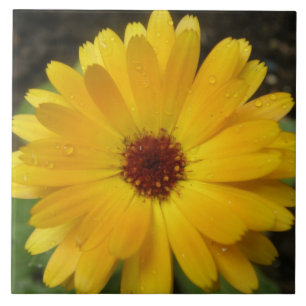 Azulejo Amarillo Marigold Macro Tile