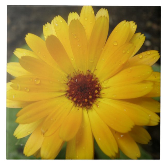 Azulejo Amarillo Marigold Macro Tile (Frente)
