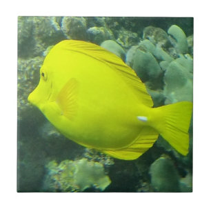Azulejo Amarillo Tang - Lau'i Pala de Hawaii