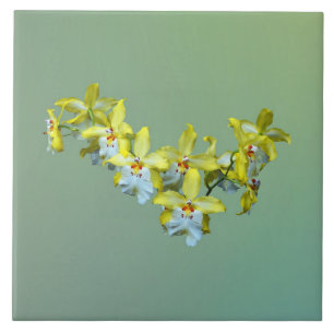 Azulejo Amarillo y blanco Vuylstekeara Orquids Corazón