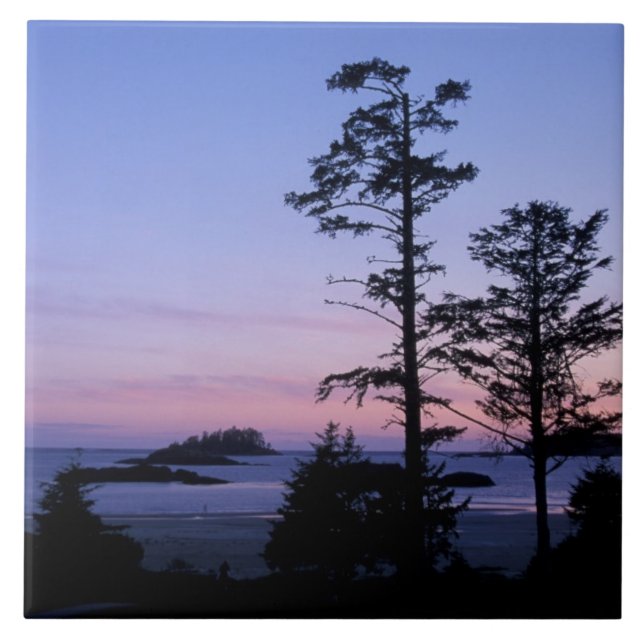 Azulejo América del Norte, Canadá, isla de Vancouver, árbo (Frente)