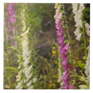 Azulejo América del Norte, Canadá, Islas Queen Charlotte, 