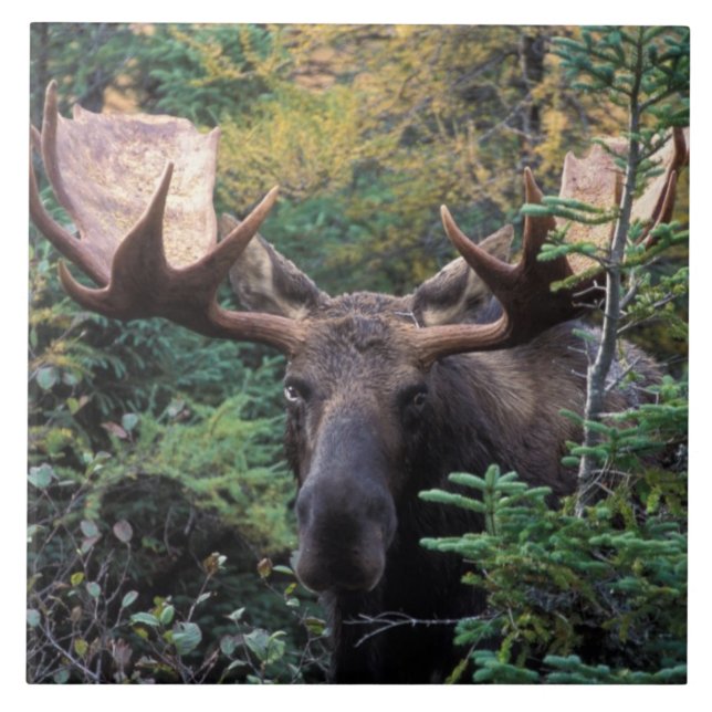 Azulejo América del Norte, Canadá, Nueva Escocia, Cabo Bre (Frente)